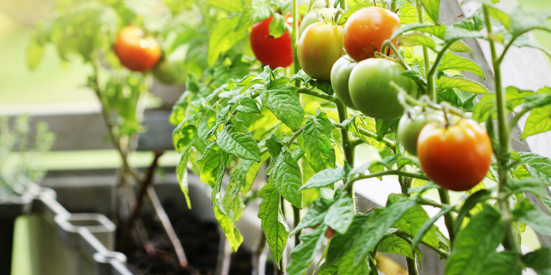 Embrace Natural Solutions: 5 Alternatives to Pesticides for a Thriving Garden